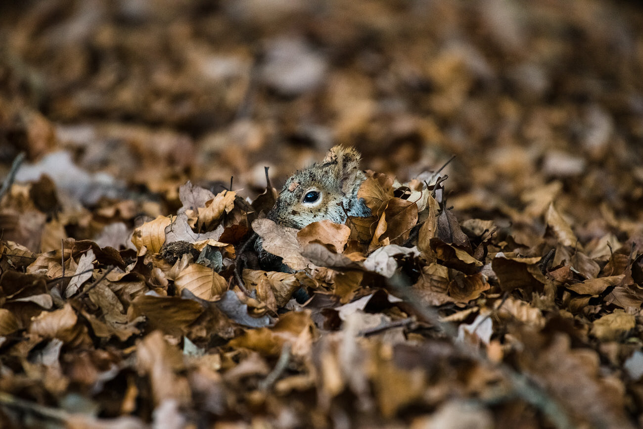 Squirrel in leaves