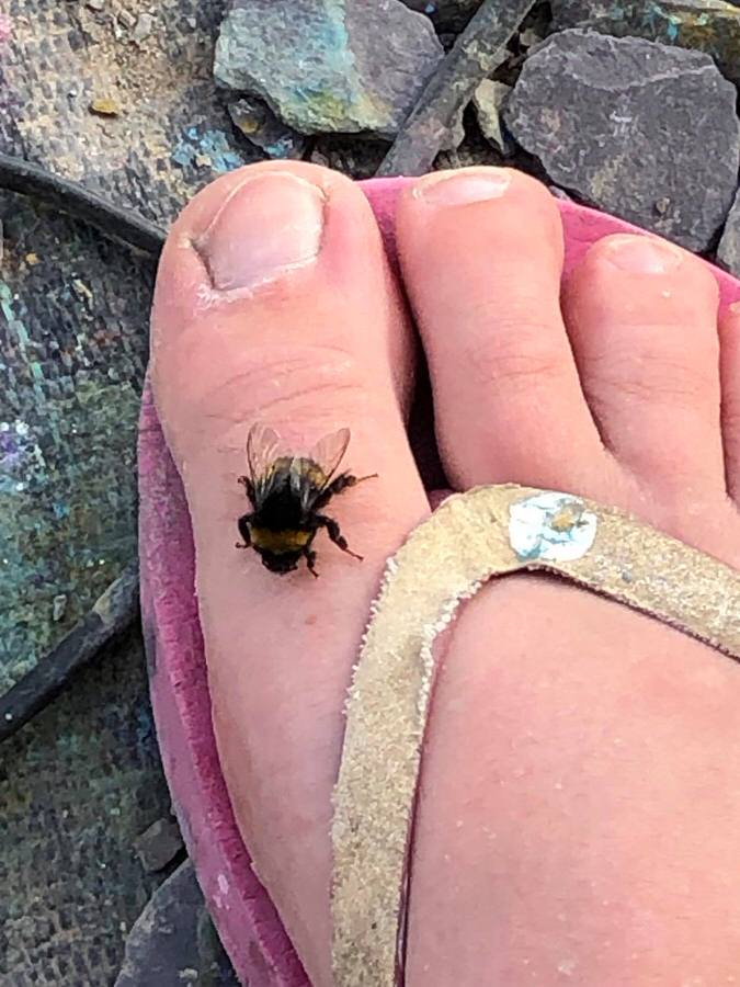Bee on my toe