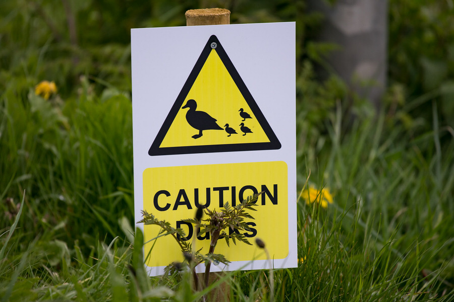 Caution Ducks