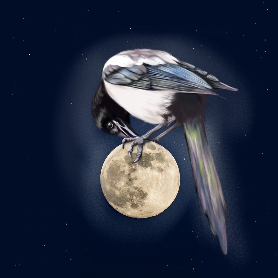 Magpie on the Moon